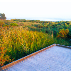 Forest & Reserves - lagoon park boardwalk Forest & Reserves - lagoon park boardwalk